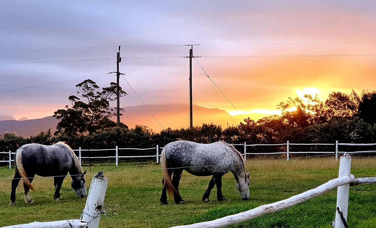 Outeniqua Moon Percheron Stud Farm Ruiterbos Екстер'єр фото