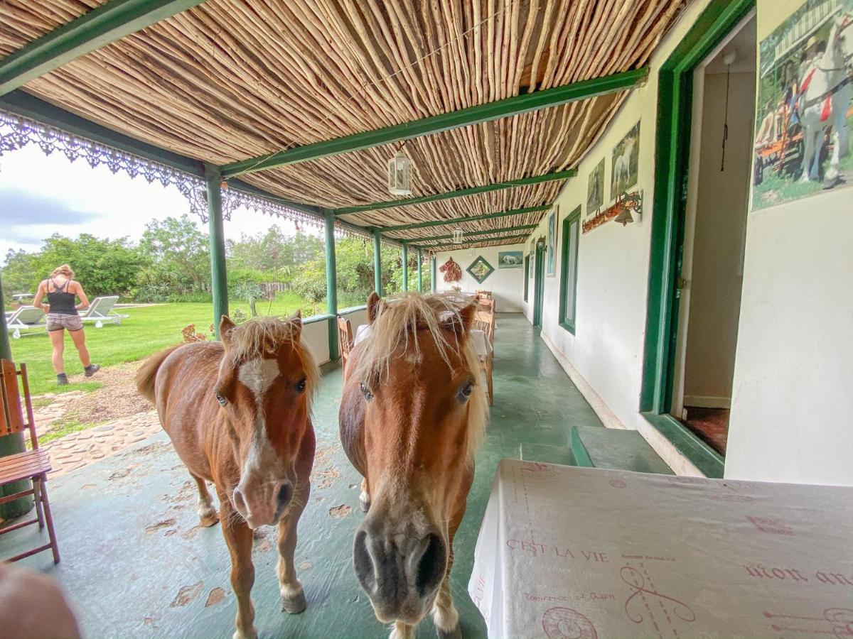 Outeniqua Moon Percheron Stud Farm Ruiterbos Екстер'єр фото